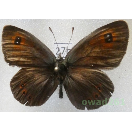 Erebia neleus (Freyer, 1832) Bulgaria27b